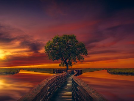 A lonely tree and a stunning sunset