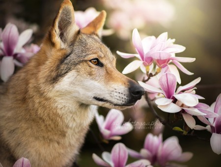 Wolf and flowers