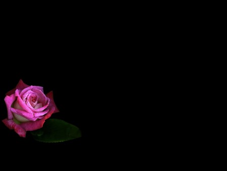 Pink rose and dark