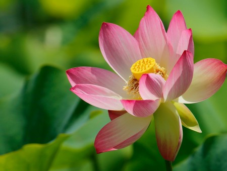 Cute pink lotus