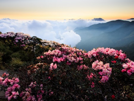 Beautiful flowers on the tops of mountains