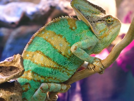 exotic Chameleon