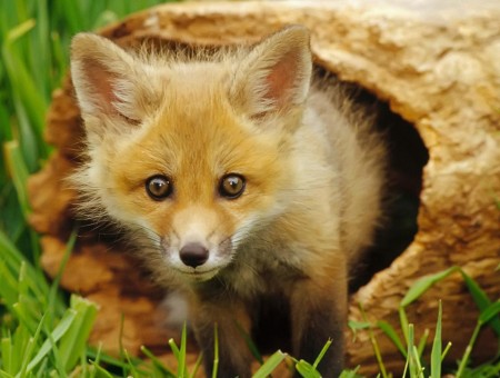 Surprised fox