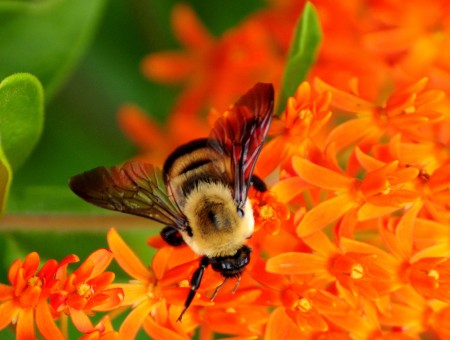Hornet on orange flowers