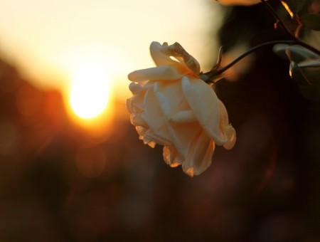 White rose and sunset