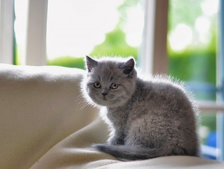 Grey cute cat