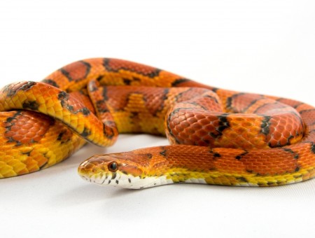 Orange snake