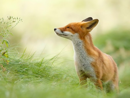 Cute fox in fores