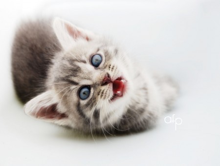 Cute grey mini cat