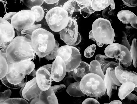 Black and White jellyfish