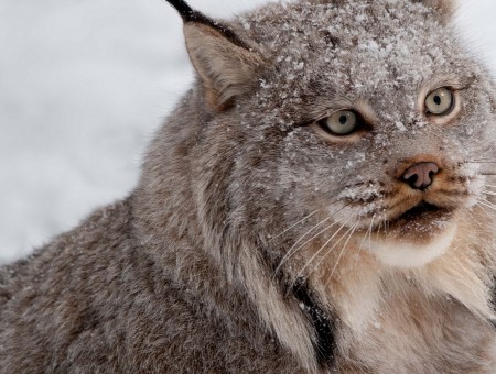Lynx in winter snow