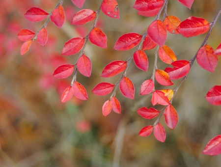Autumn branch scarlet