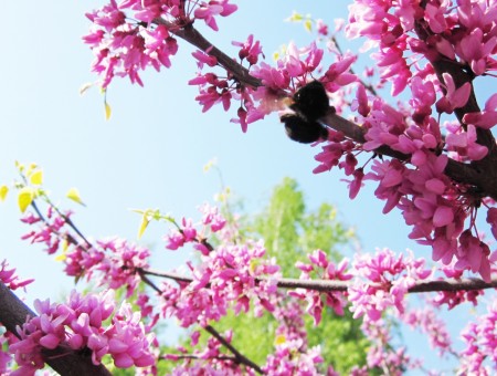 Pink sakura branches