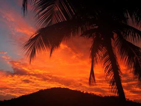 Glow palm and orange sky