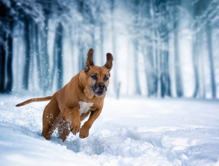 Running dog in snow forest