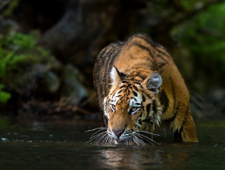 Wild tiger in water