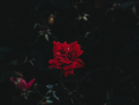 Bud red rosees