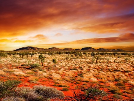 Desert field and orange sky