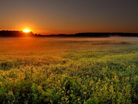 Dawn in field