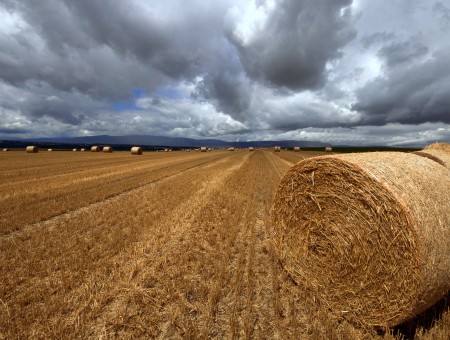 Wheat field and grey cloud