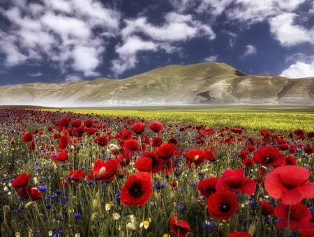 Field red poppies