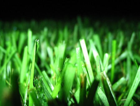 Night grass