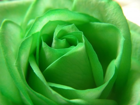 Green rose