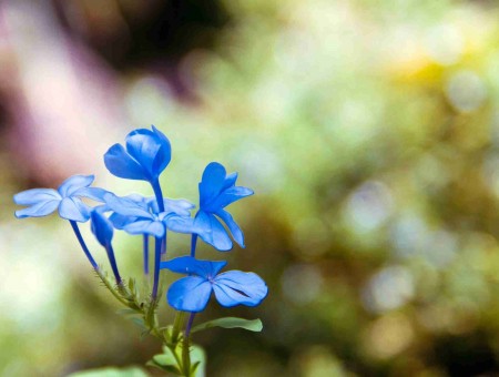 Cute Blue Flower