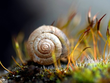 Snail in the flora