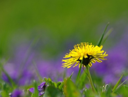 Yellow dandelion in the field