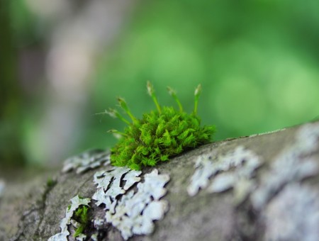 Moss on the tree