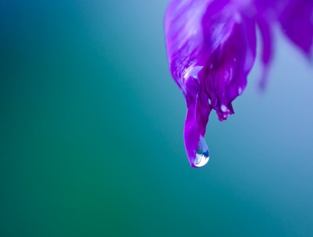 Drop from the violet leaf
