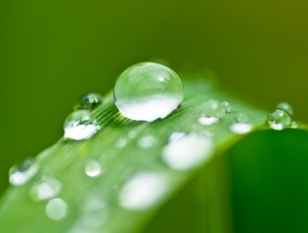 Drops on a leaf of grass