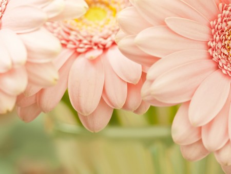 Gently pink flowers
