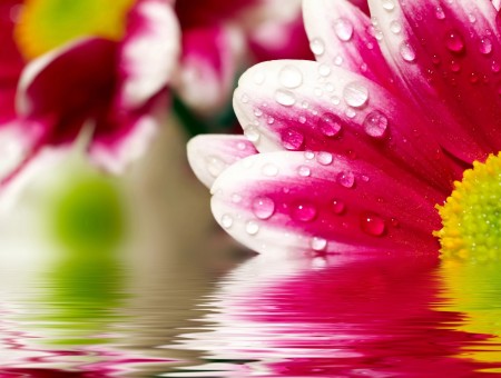 White Pink flower in water