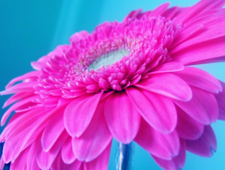 Brightly pink flower