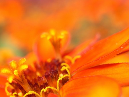 fiery orange flower