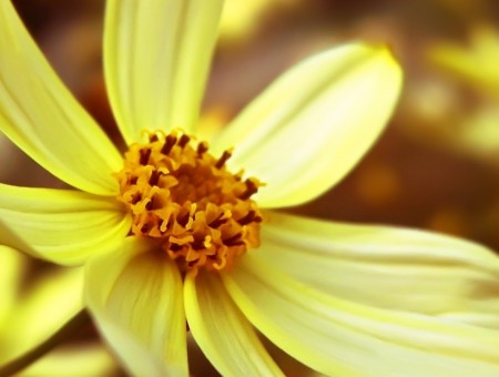 Bright yellow flower