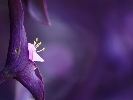 Mysterious purple flower