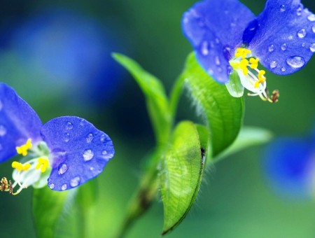 Water drops on a blue flower