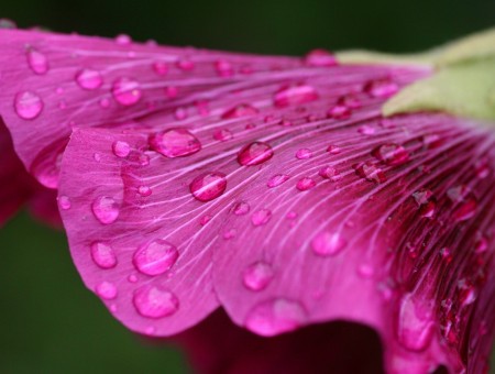 Water drops on a pink flower