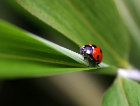The ladybug crawls