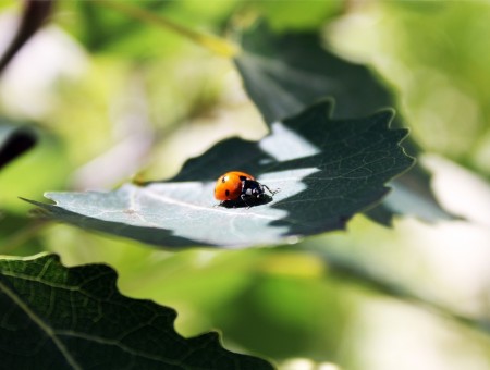 Ladybug and sun