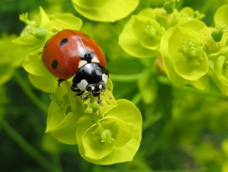 Ladybird on flowers