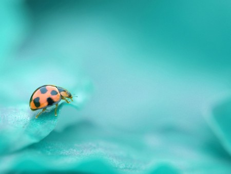 Ladybug and blue plant