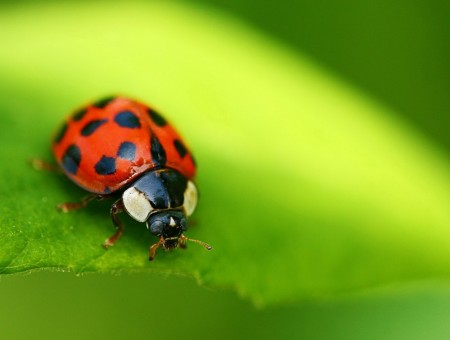 Ladybug on leaf macro
