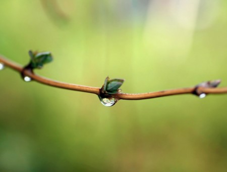 Drops on branches