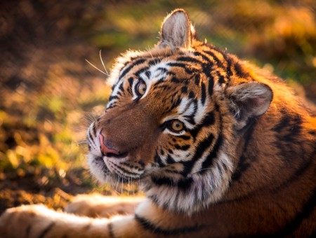 Sweet face of a tiger