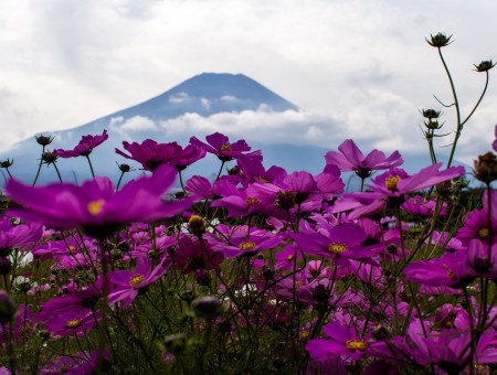 Purple flowers and mountains