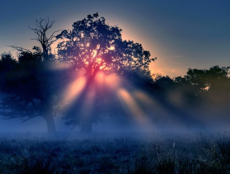 Dawn in forest